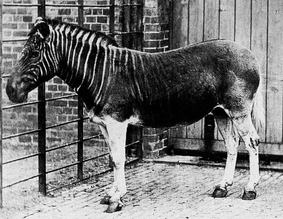 Historic photograph of a quagga in London Zoo
