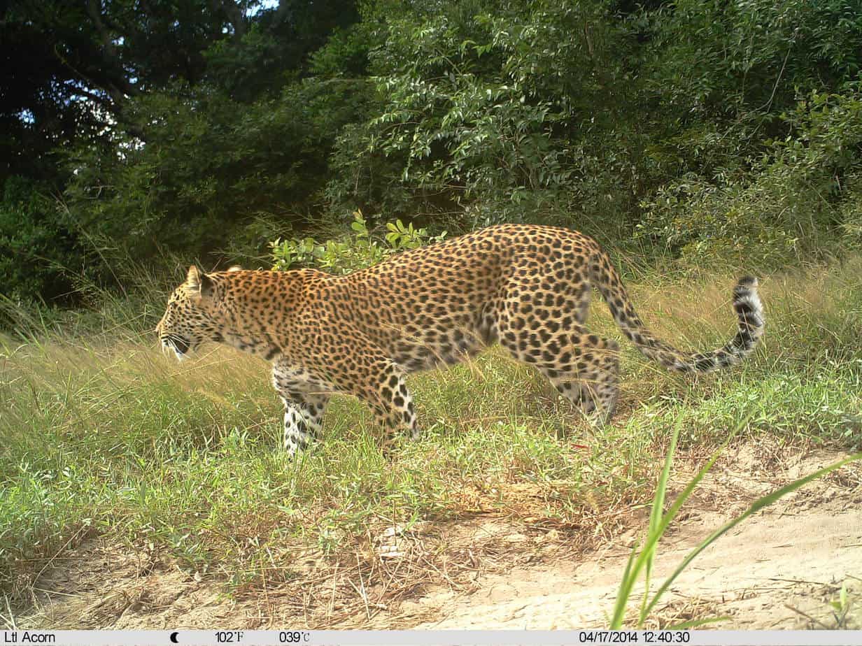 Tembe Camera Trap Photo - Leopard