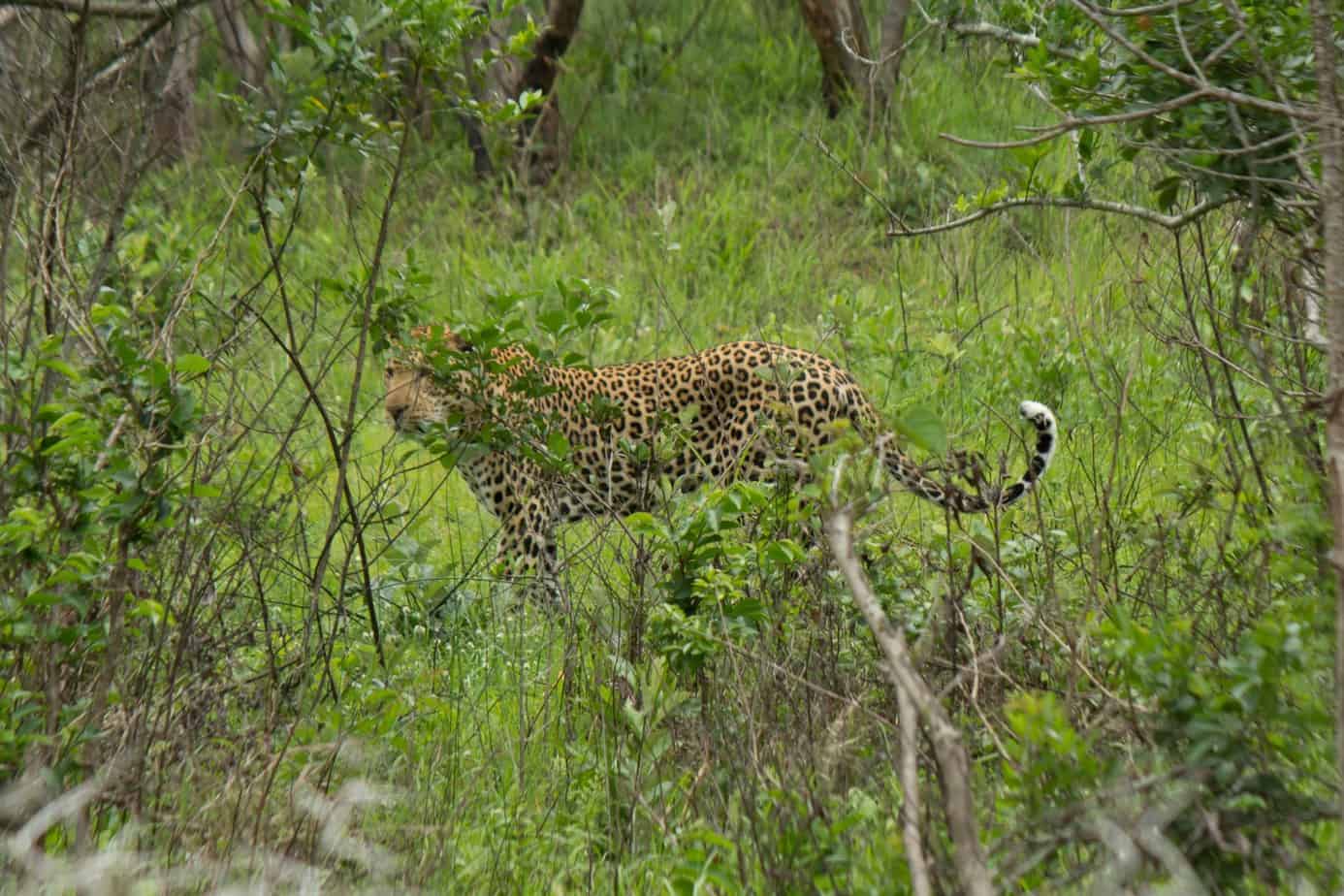 Leopard @ Eastern Shores - iSimangaliso Wetland Park. Photo: Håvard Rosenlund