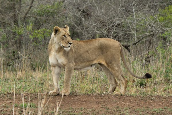Lion (Panthera leo) @ Phinda Private Game Reserve, South Africa. Photo: Håvard Rosenlund