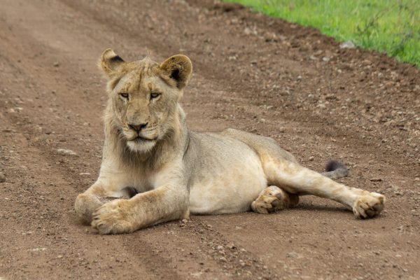 Lion (Panthera leo) @ Phinda Private Game Reserve, South Africa. Photo: Håvard Rosenlund