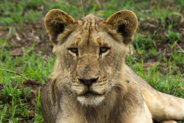 Lion (Panthera leo) @ Phinda Private Game Reserve, South Africa. Photo: Håvard Rosenlund