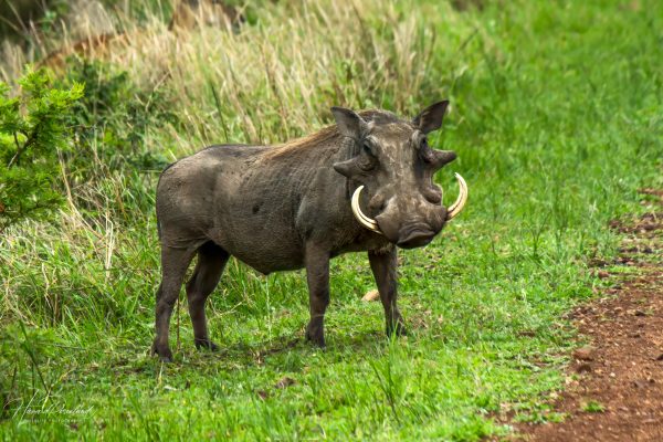 Common Warthog (Phacochoerus africanus) @ Phinda Private Game Reserve, South Africa. Photo: Håvard Rosenlund