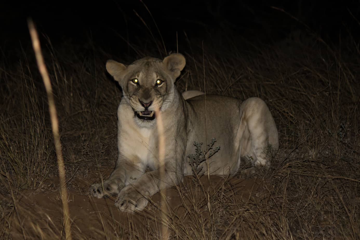 Lion at night @ Tembe Elephant Park. Photo: Håvard Rosenlund
