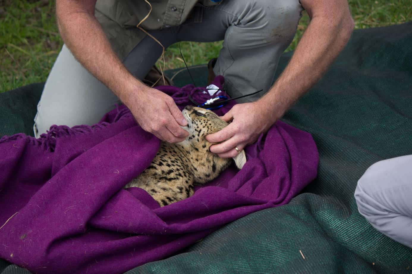 Serval @ Nottingham Road, South Africa. Foto: Håvard Rosenlund