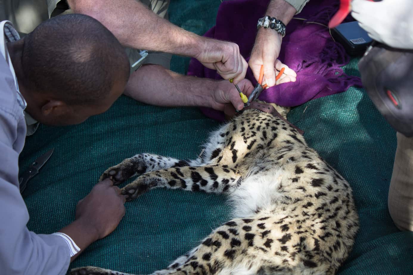 Serval @ Nottingham Road, South Africa. Foto: Håvard Rosenlund