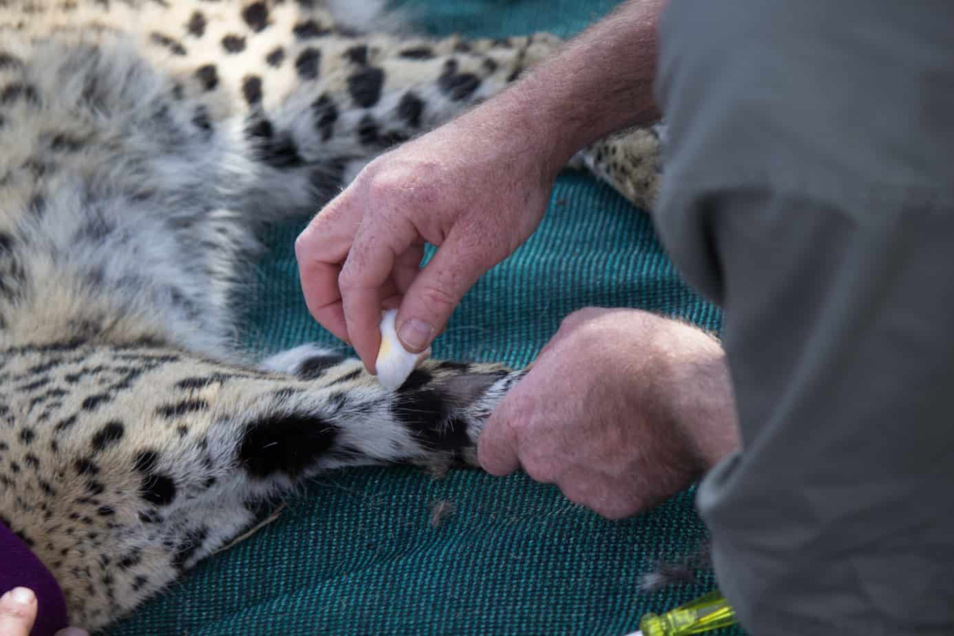 Serval @ Nottingham Road, South Africa. Foto: Håvard Rosenlund
