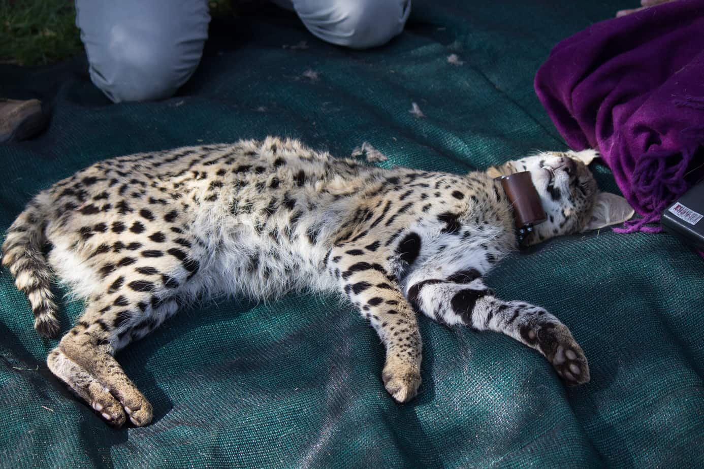 Serval @ Nottingham Road, South Africa. Foto: Håvard Rosenlund