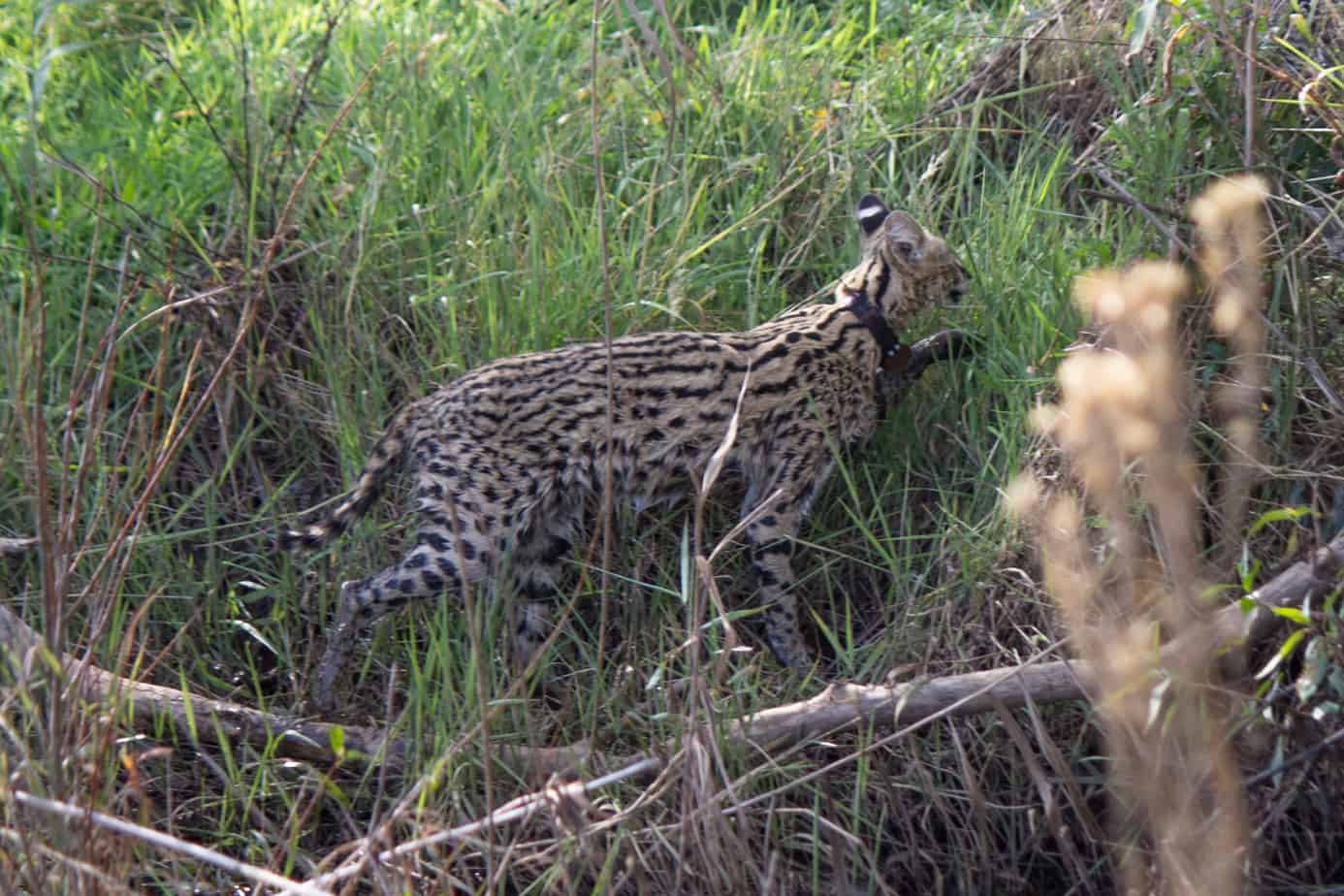 Serval @ Nottingham Road, South Africa. Foto: Håvard Rosenlund