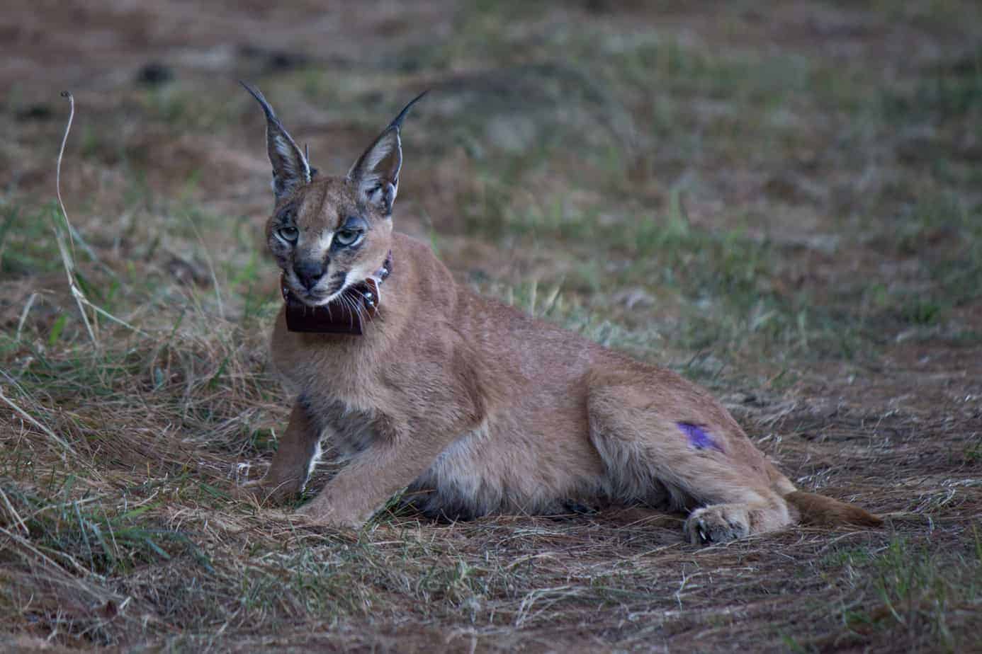 Caracal @ Nottingham Road, South Africa. Photo: Håvard Rosenlund