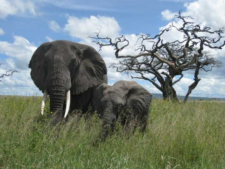 African Bush Elephant (Loxodonta africana) @ Serengeti National Park, Tanzania. Photo: Håvard Rosenlund