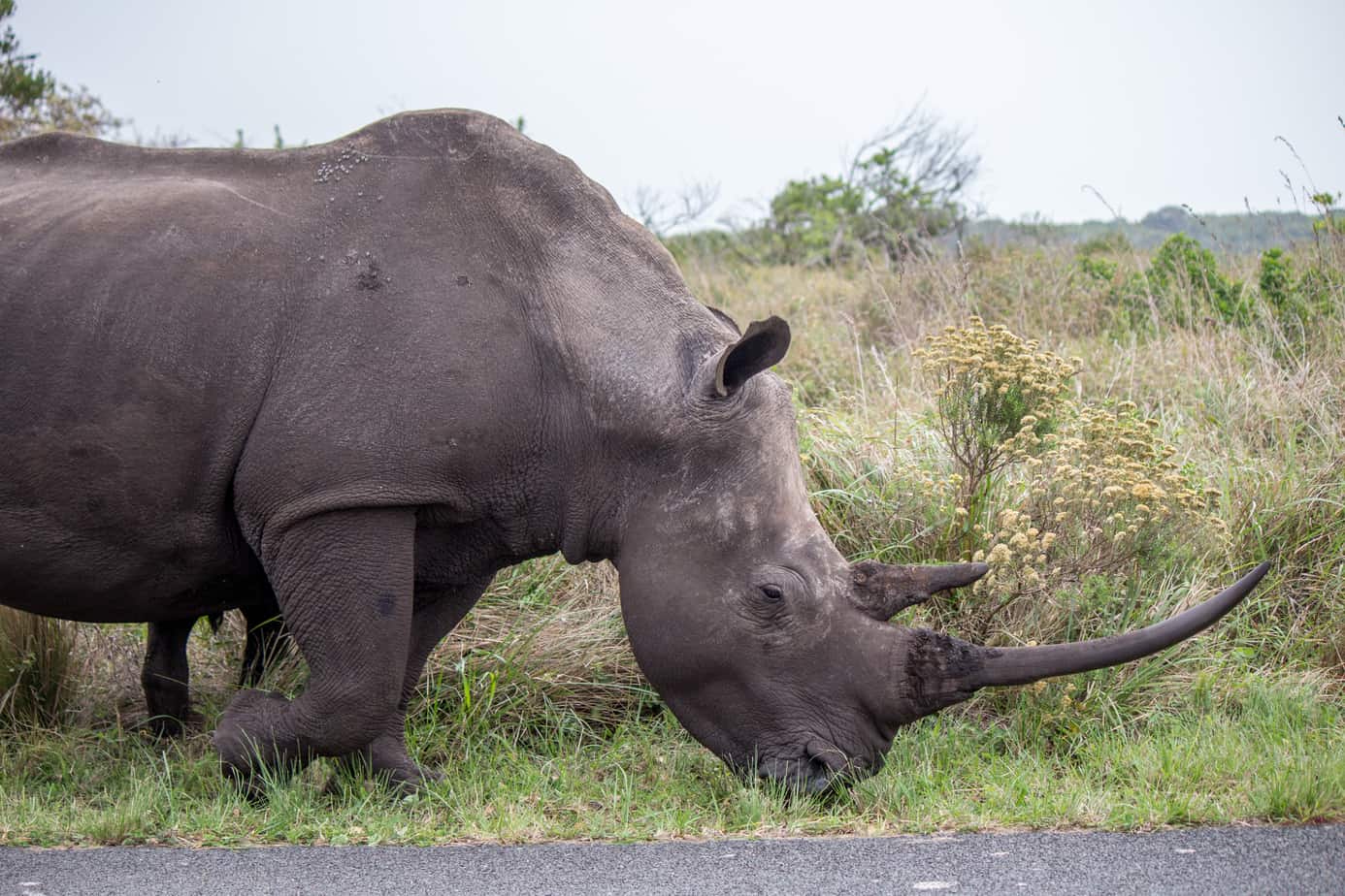 White Rhino Female @ iSimangaliso Westland Park. Photo: Håvard Rosenlund