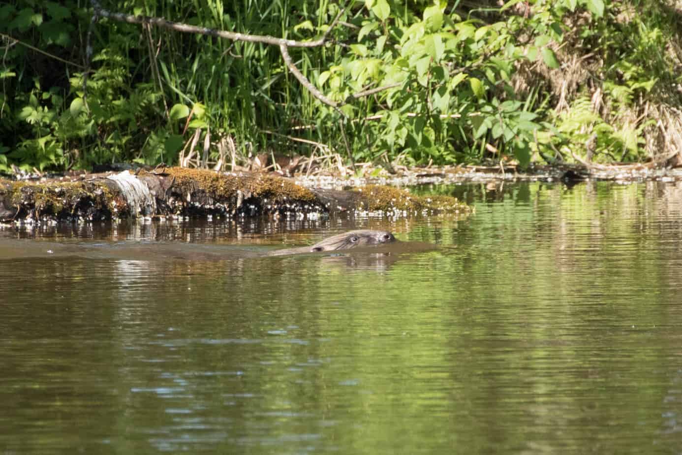 Bever @ Nordre Øyeren Naturreservat. Foto: Håvard Rosenlund