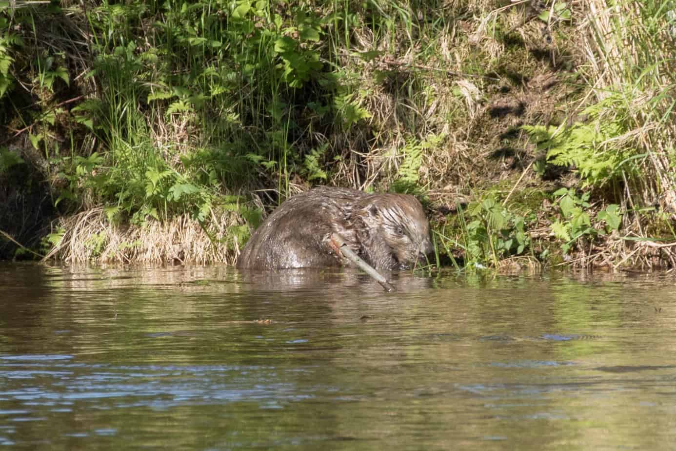 Bever @ Nordre Øyeren Naturreservat. Foto: Håvard Rosenlund