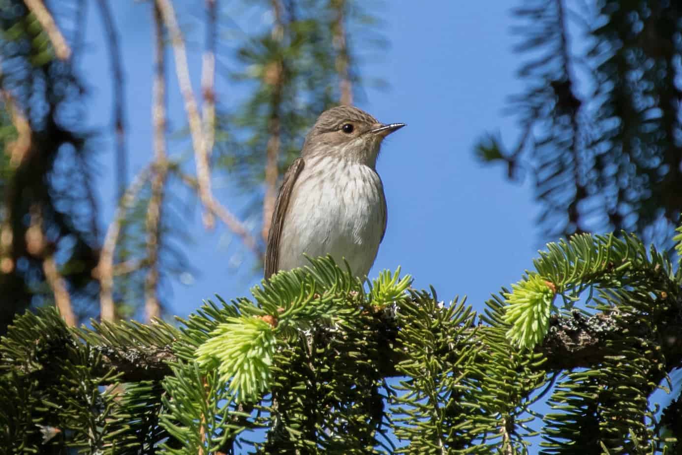 Gråfluesnapper @ Nordre Øyeren Naturreservat. Foto: Håvard Rosenlund