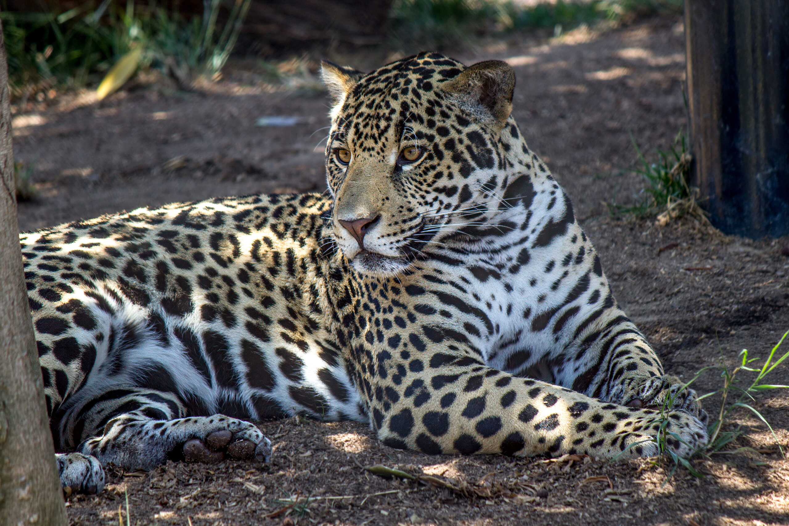 Jaguar @ Sand Diego Zoo. Foto: Håvard Rosenlund