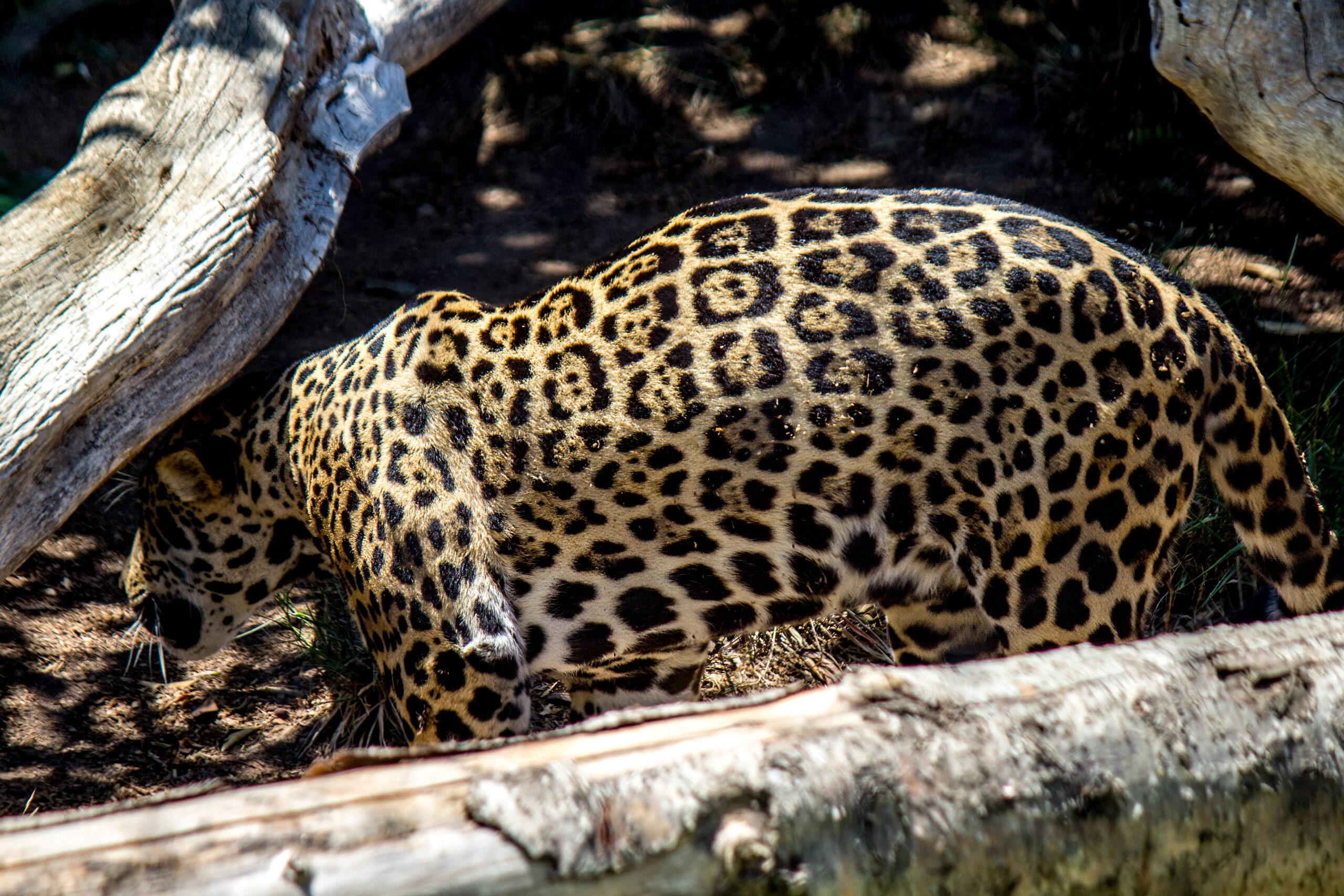 Jaguar @ Sand Diego Zoo. Foto: Håvard Rosenlund