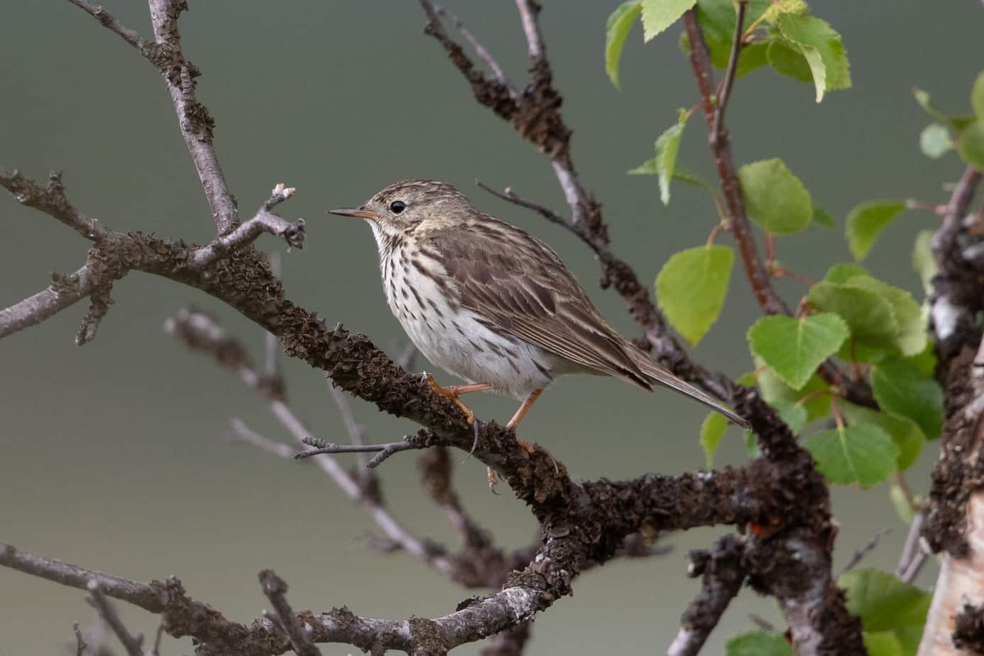 Bluethroat @ Fokstumyra Nature Reserve. Photo: Håvard Rosenlund
