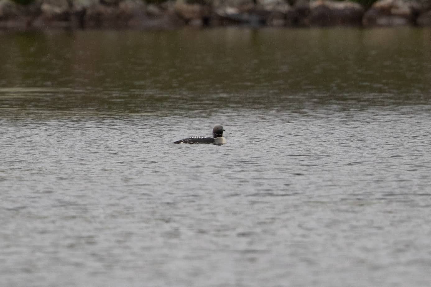Arctic Loon @ Fokstumyra Nature Reserve. Photo: Håvard Rosenlund