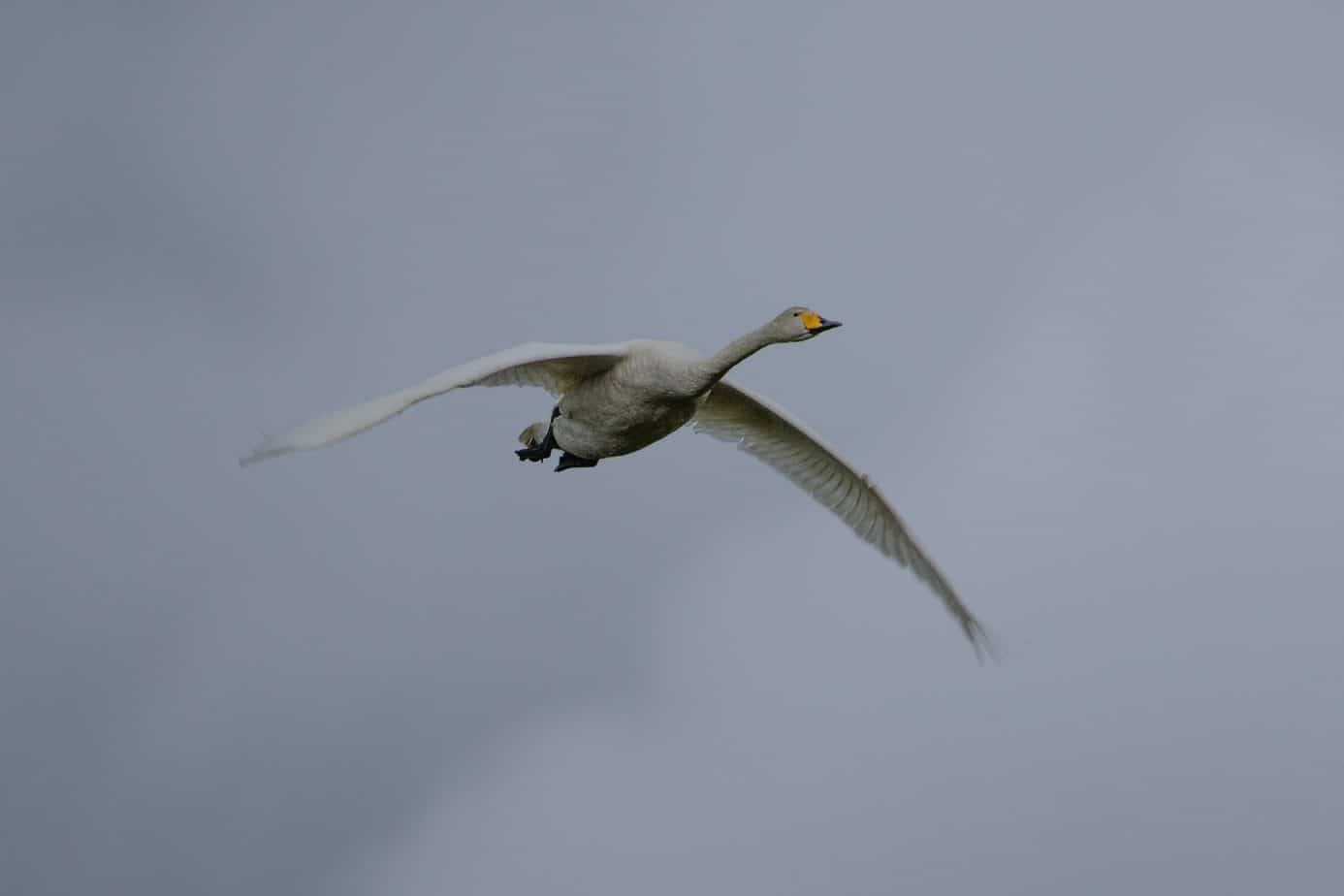 Whooper Swan @ Fokstumyra Nature Reserve. Photo: Håvard Rosenlund
