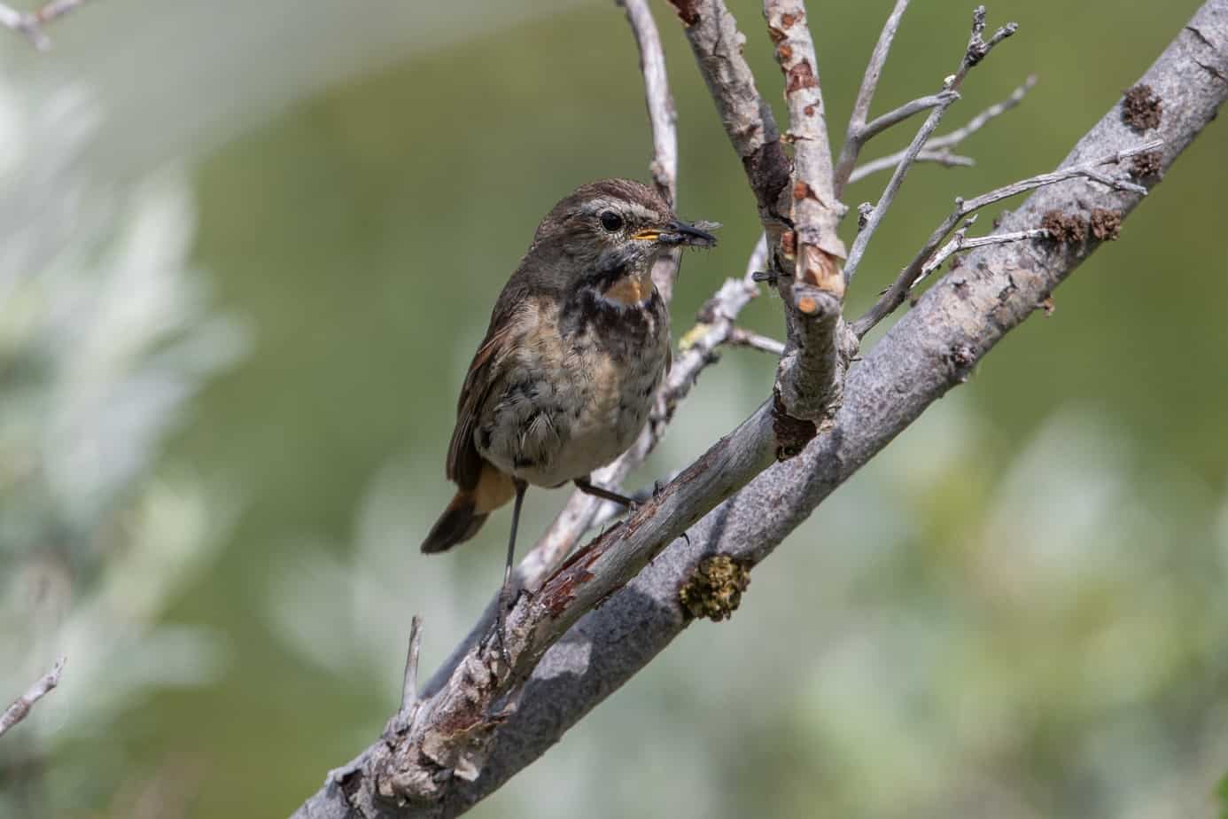 Bluethroat @ Fokstumyra Nature Reserve. Photo: Håvard Rosenlund