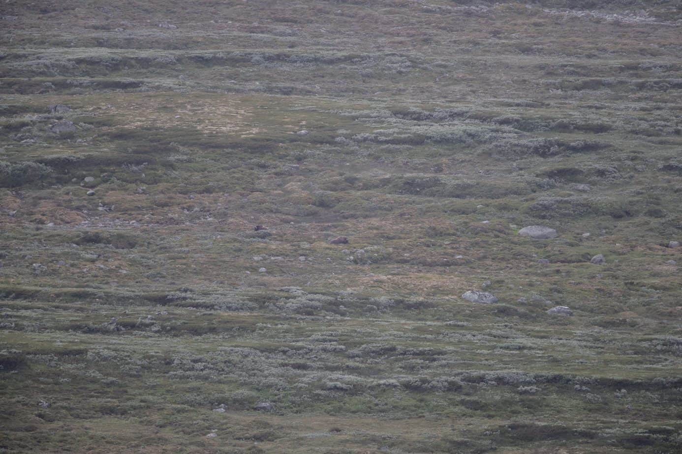 Muskox @ Dovrefjell-Sunndalsfjella National Park. Photo: Håvard Rosenlund