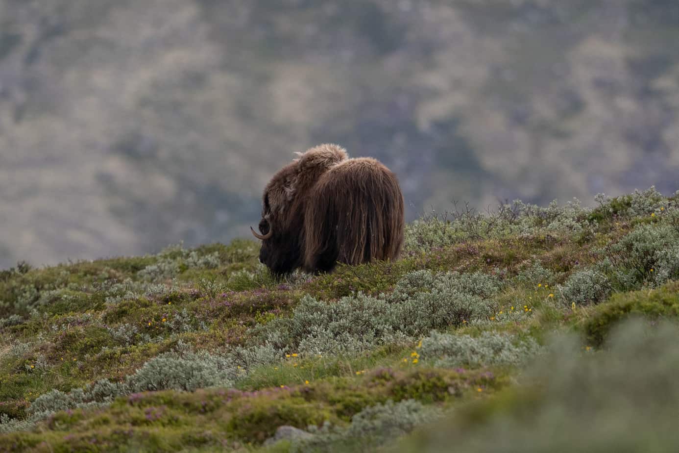 Muskox @ Dovrefjell-Sunndalsfjella National Park. Photo: Håvard Rosenlund
