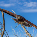 Harris's Hawk (Parabuteo unicinctus) @ Sonoran Desert, Arizona. Photo: Håvard Rosenlund