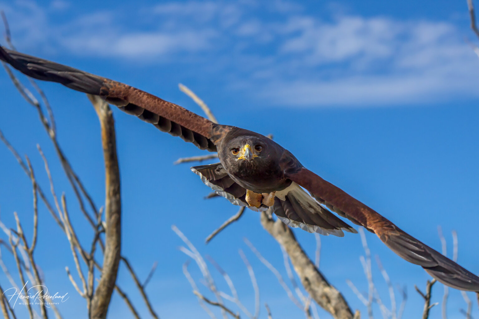 Harris's Hawk (Parabuteo unicinctus) @ Sonoran Desert, Arizona. Photo: Håvard Rosenlund