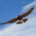 Harris's Hawk (Parabuteo unicinctus) @ Sonoran Desert, Arizona. Photo: Håvard Rosenlund
