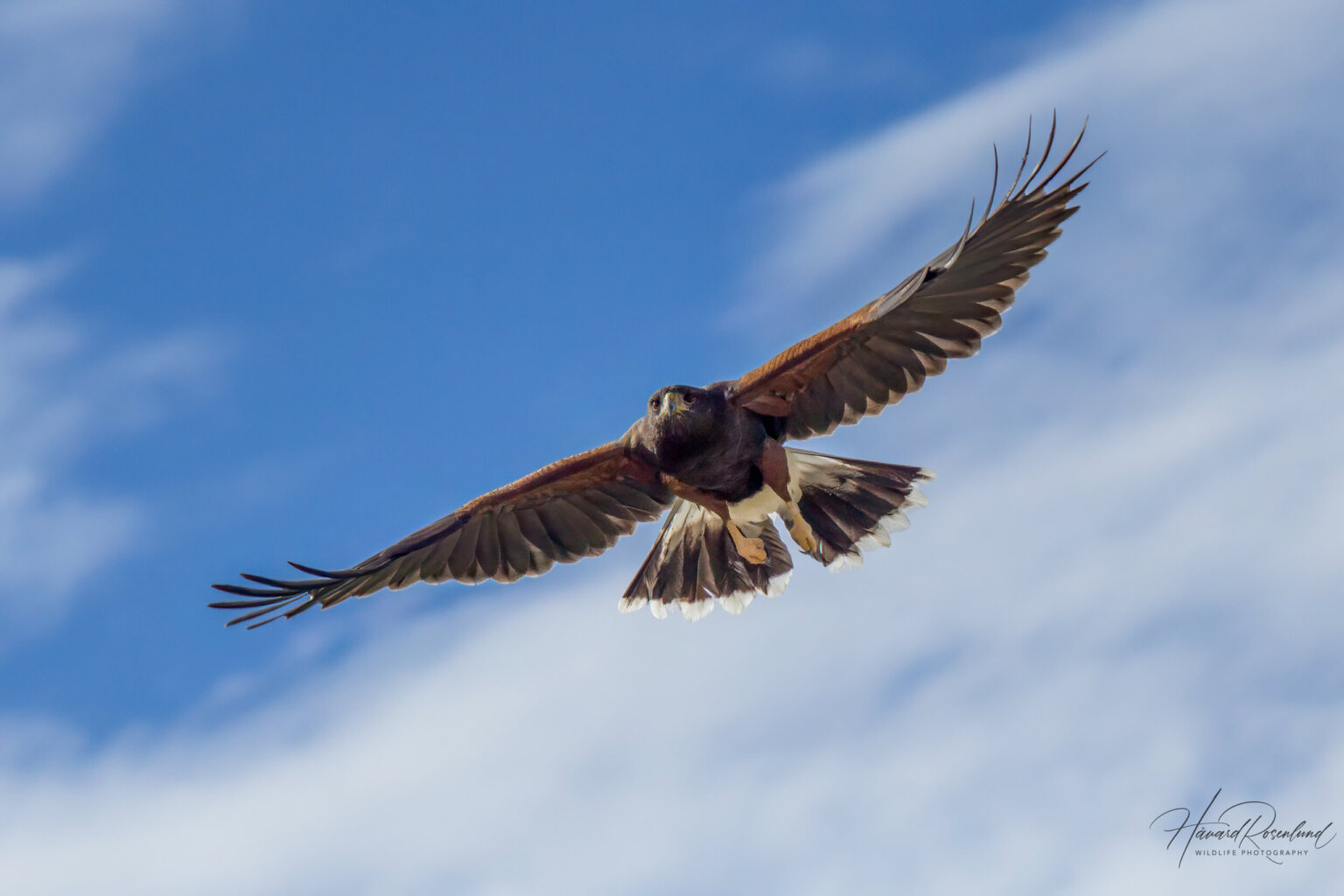 Harris's Hawk (Parabuteo unicinctus) @ Sonoran Desert, Arizona. Photo: Håvard Rosenlund