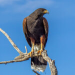 Harris's Hawk (Parabuteo unicinctus) @ Sonoran Desert, Arizona. Photo: Håvard Rosenlund
