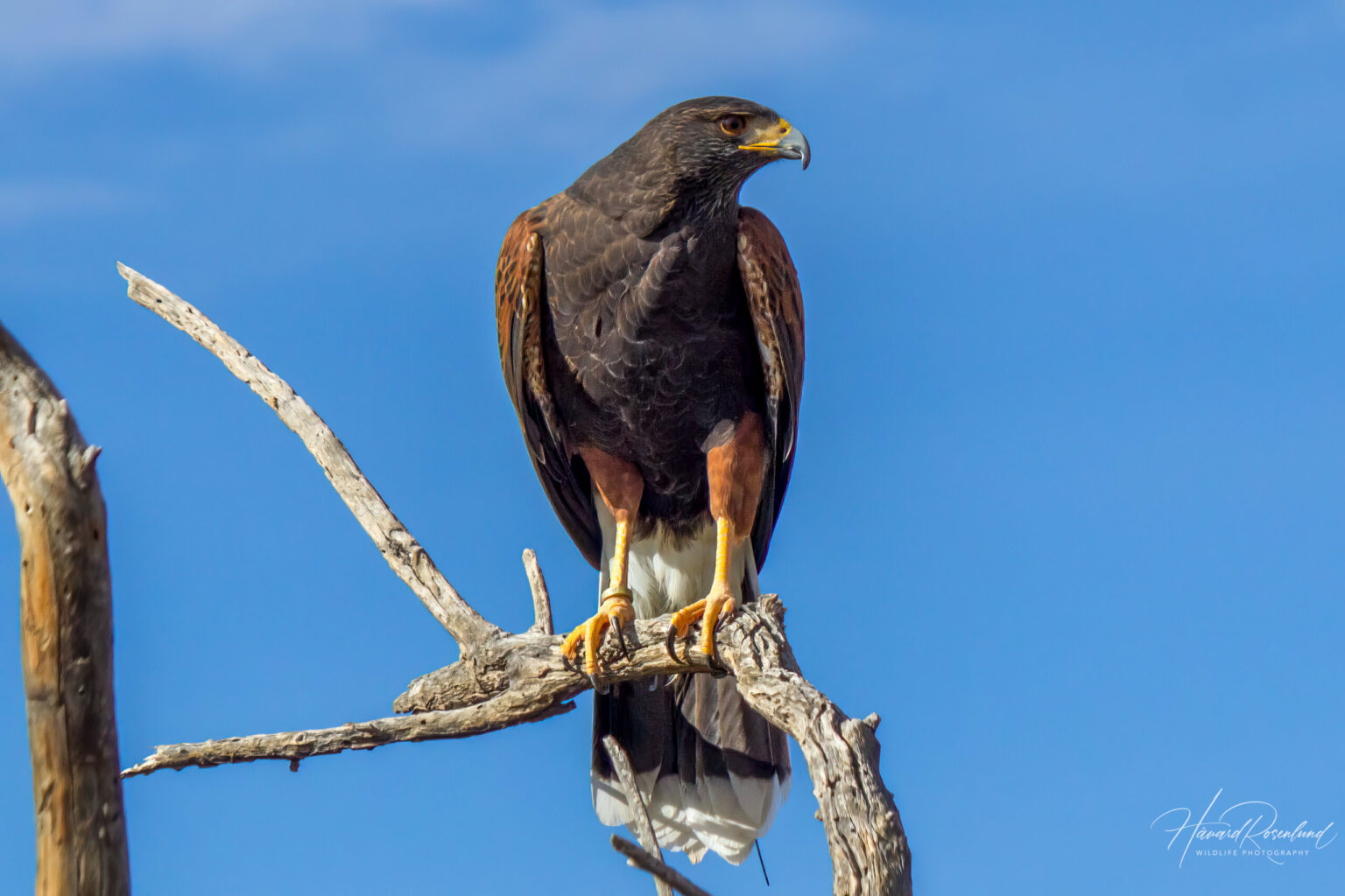 Harris's Hawk (Parabuteo unicinctus) @ Sonoran Desert, Arizona. Photo: Håvard Rosenlund