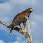 Harris's Hawk (Parabuteo unicinctus) @ Sonoran Desert, Arizona. Photo: Håvard Rosenlund