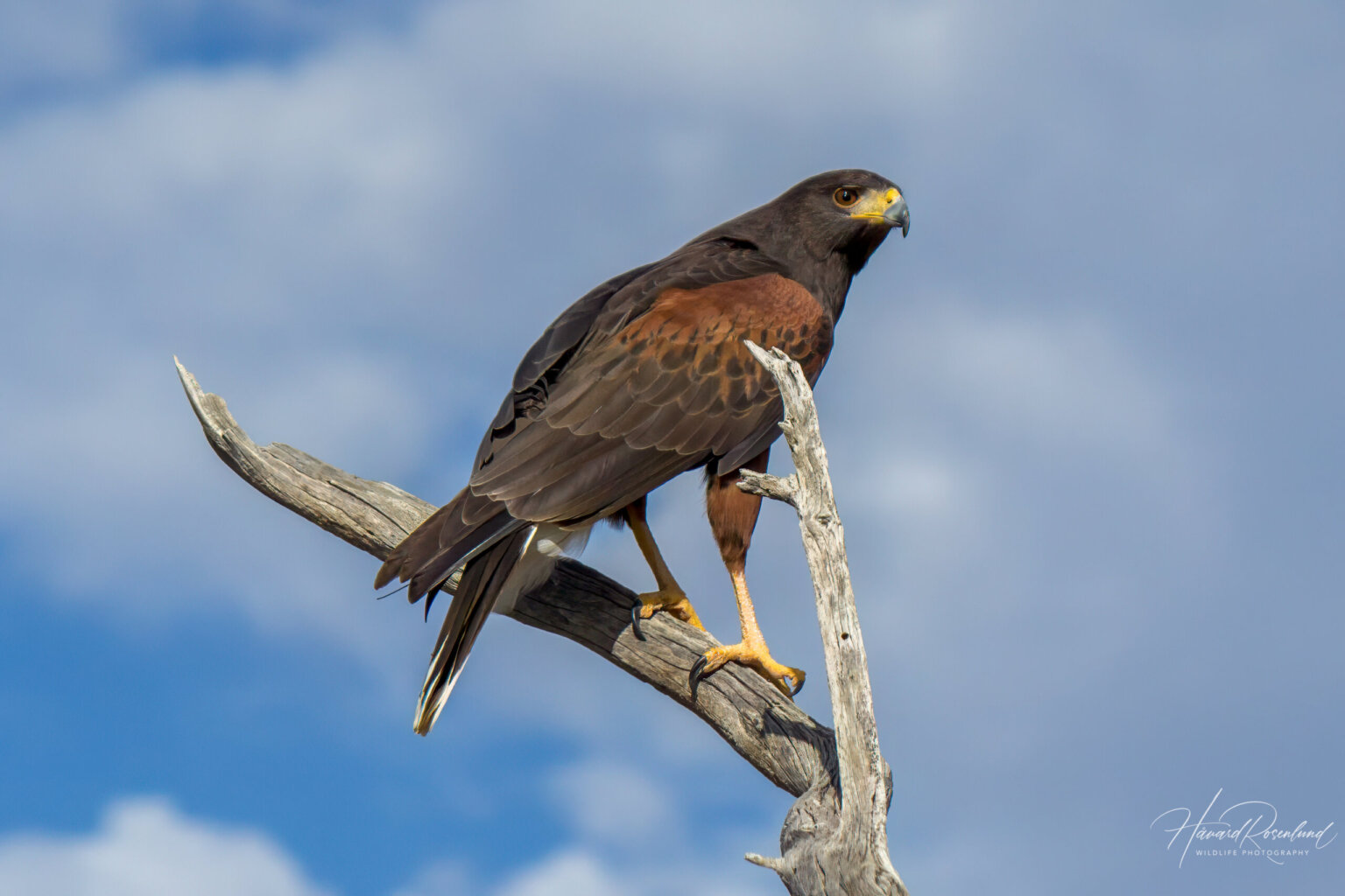 Harris's Hawk (Parabuteo unicinctus) @ Sonoran Desert, Arizona. Photo: Håvard Rosenlund