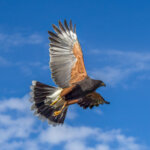 Harris's Hawk (Parabuteo unicinctus) @ Sonoran Desert, Arizona. Photo: Håvard Rosenlund