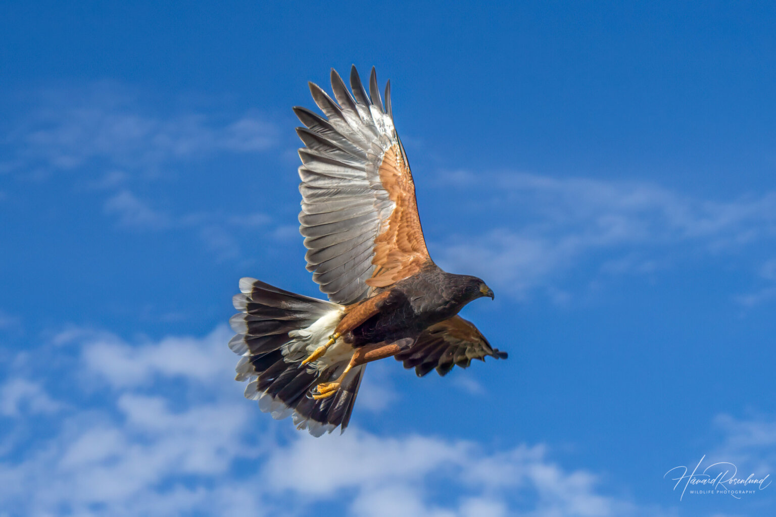 Harris's Hawk (Parabuteo unicinctus) @ Sonoran Desert, Arizona. Photo: Håvard Rosenlund