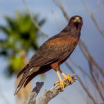Harris's Hawk (Parabuteo unicinctus) @ Sonoran Desert, Arizona. Photo: Håvard Rosenlund