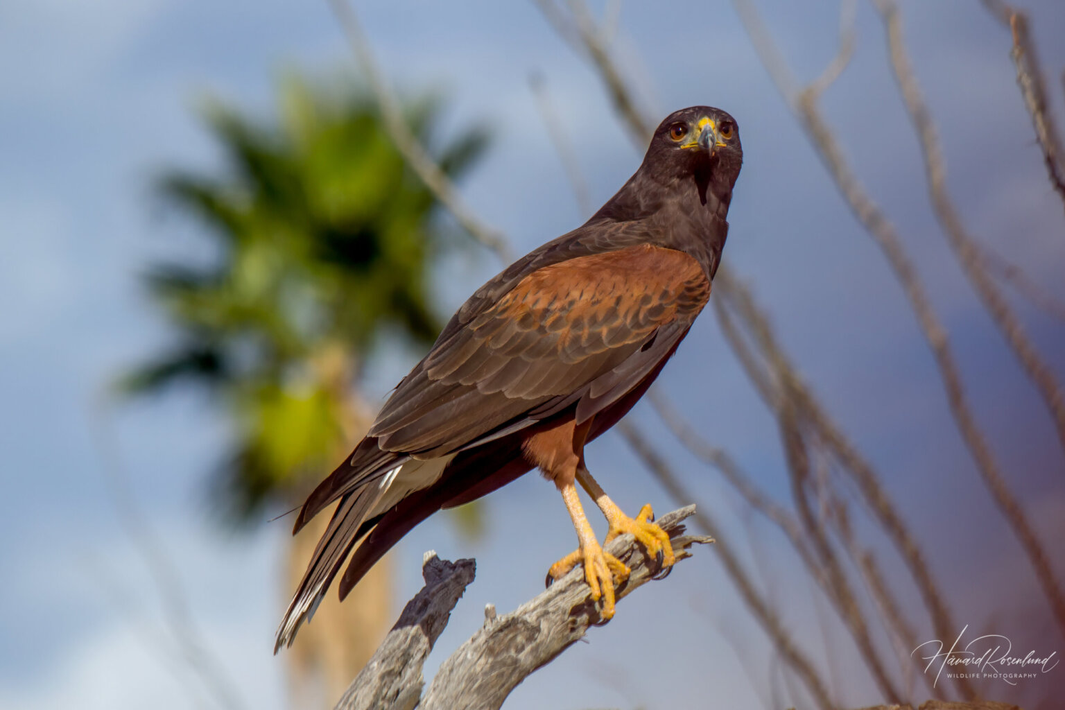 Harris's Hawk (Parabuteo unicinctus) @ Sonoran Desert, Arizona. Photo: Håvard Rosenlund