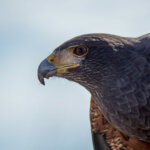 Harris's Hawk (Parabuteo unicinctus) @ Sonoran Desert, Arizona. Photo: Håvard Rosenlund
