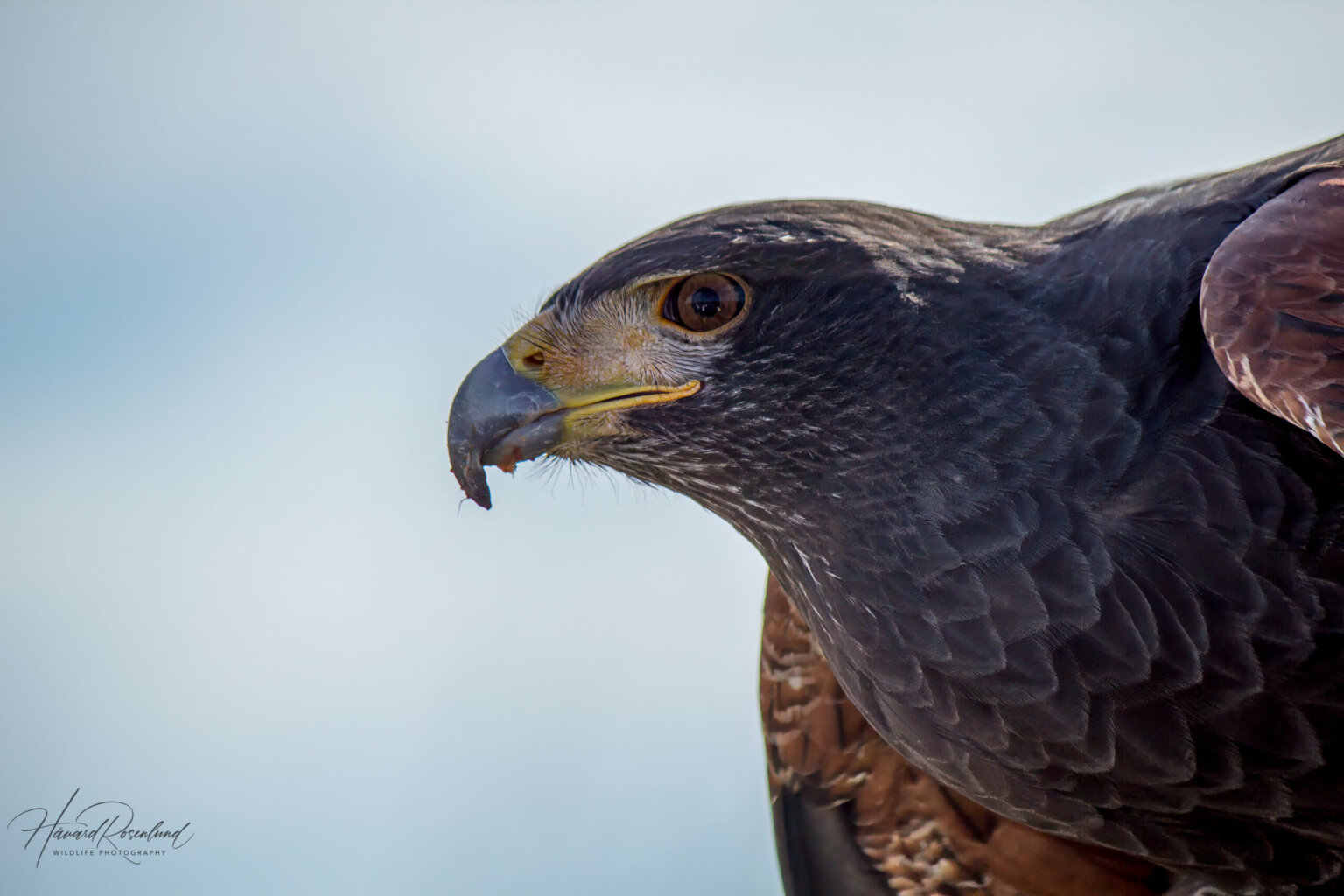 Harris's Hawk (Parabuteo unicinctus) @ Sonoran Desert, Arizona. Photo: Håvard Rosenlund