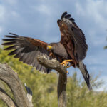 Harris's Hawk (Parabuteo unicinctus) @ Sonoran Desert, Arizona. Photo: Håvard Rosenlund