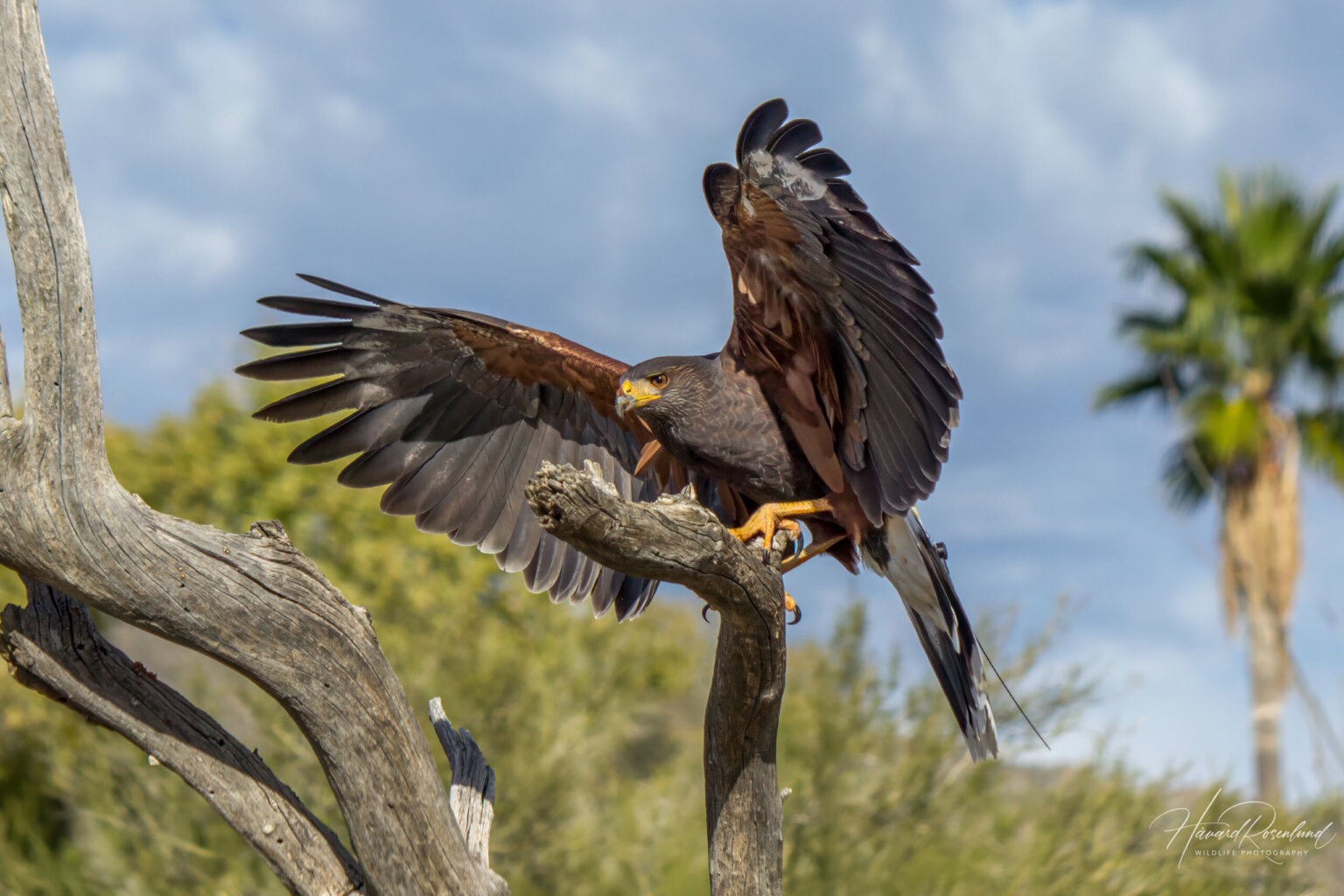 Harris's Hawk (Parabuteo unicinctus) @ Sonoran Desert, Arizona. Photo: Håvard Rosenlund