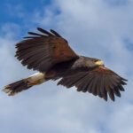Harris's Hawk (Parabuteo unicinctus) @ Sonoran Desert, Arizona. Photo: Håvard Rosenlund