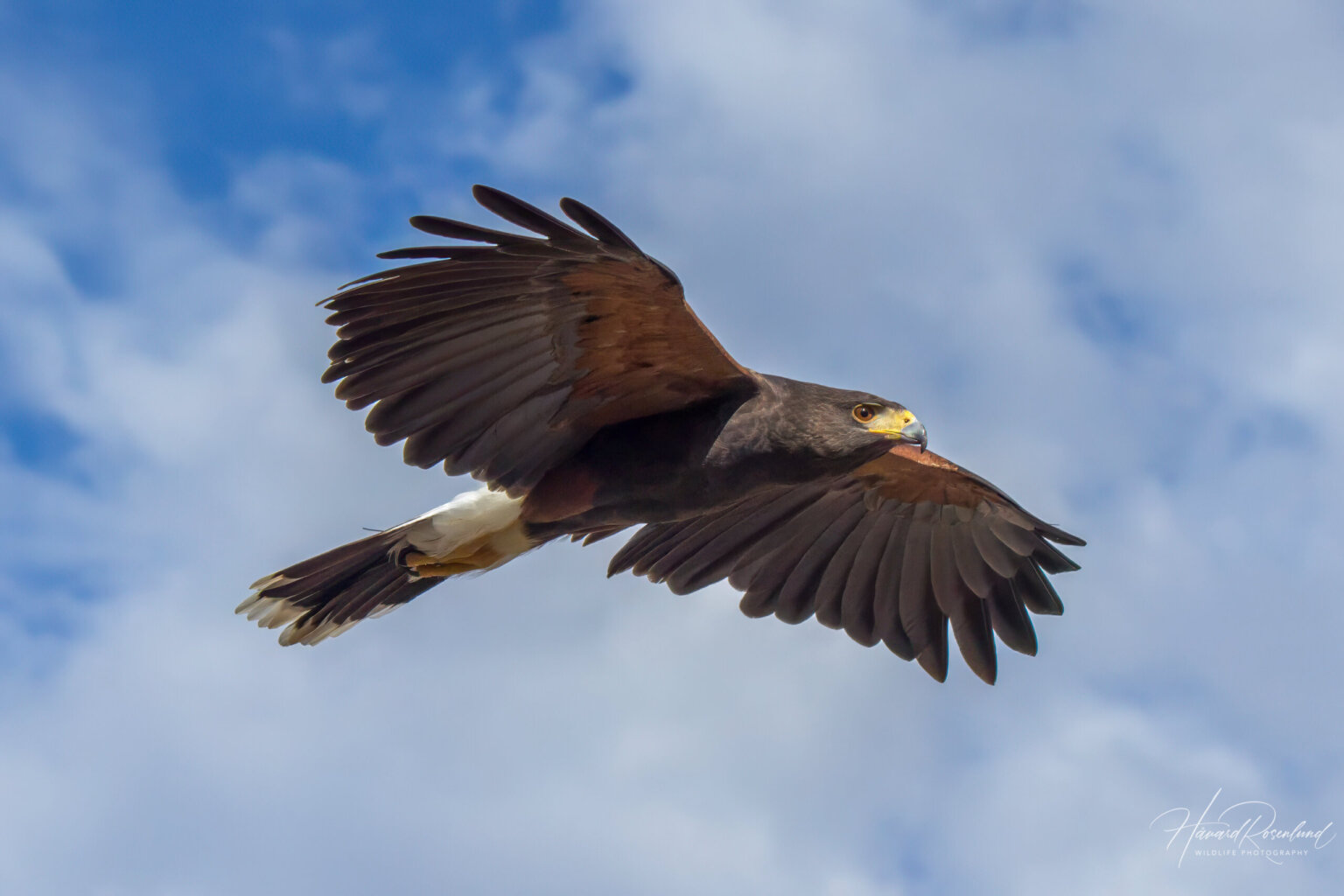 Harris's Hawk (Parabuteo unicinctus) @ Sonoran Desert, Arizona. Photo: Håvard Rosenlund
