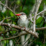 Brown-hooded Kingfisher (Halcyon albiventris) @ Eastern Shores - iSimangaliso Wetland Park, South Africa. Photo: Håvard Rosenlund