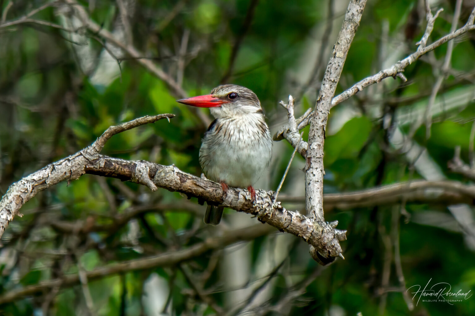 Brown-hooded Kingfisher (Halcyon albiventris) @ Eastern Shores - iSimangaliso Wetland Park, South Africa. Photo: Håvard Rosenlund