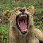 Lion (Panthera leo) @ Phinda Private Game Reserve, South Africa. Photo: Håvard Rosenlund