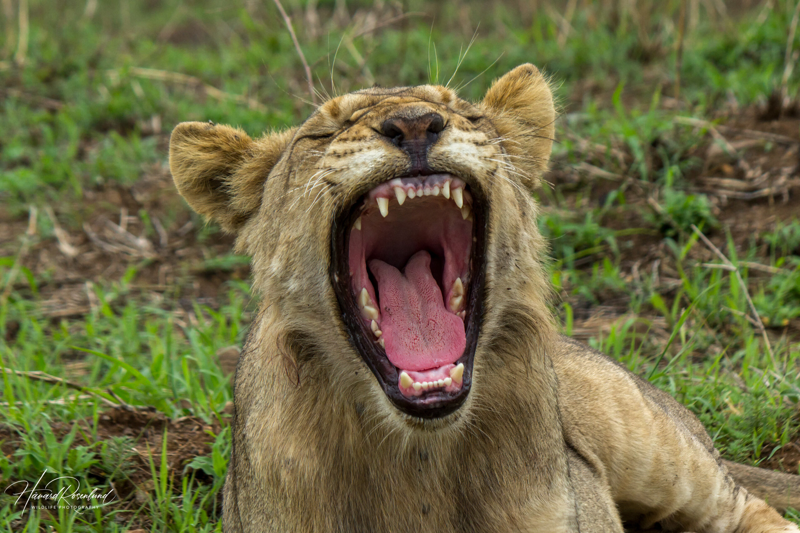 Lion (Panthera leo) @ Phinda Private Game Reserve, South Africa. Photo: Håvard Rosenlund