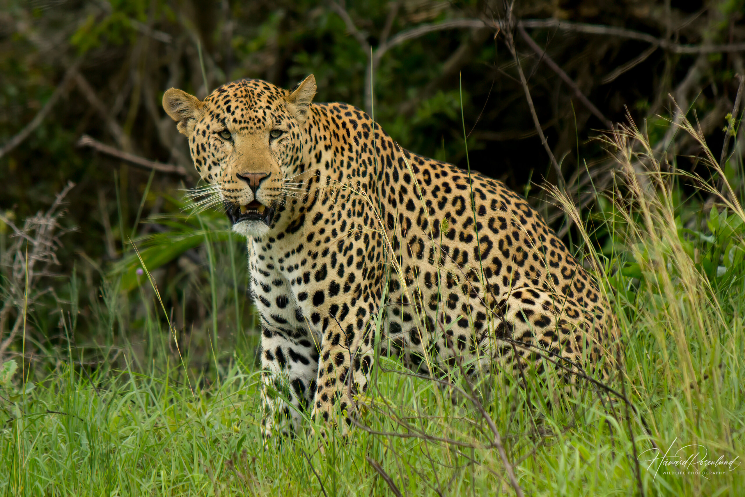 African Leopard (Panthera pardus pardus) @ Eastern Shores - iSimangaliso Wetland Park, South Africa. Photo: Håvard Rosenlund